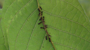 一只小虫子会吸引蚂蚁7秒视频