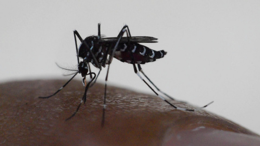 吸吸白种下孤立的血液的蚊子埃及人视频