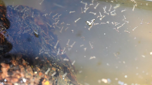 水中的蚊子幼虫视频