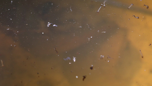在水中游泳的蚊子幼虫视频