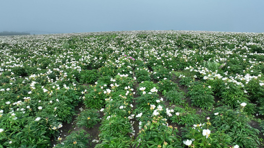 航拍垦区中草药种植田地视频