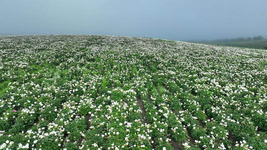 航拍垦区中草药种植田地视频