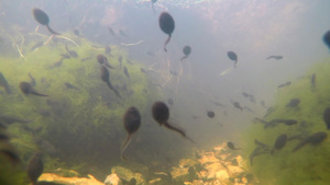 青蛙池塘中池塘水下游泳的小蝌蚪41秒视频