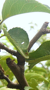 青苹果种植绿苹果视频