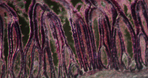 显微镜下的蛔虫细胞组织29秒视频