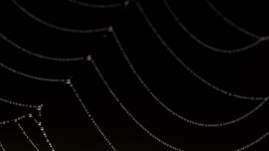 蜘蛛网线上的湿度珠珠视频