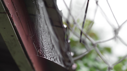 蜘蛛网线上的湿度珠珠视频