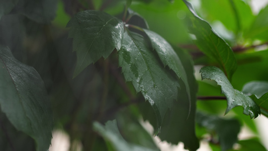 蜘蛛网线上的湿度珠珠视频