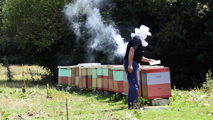 蜜蜂管理员在从蜂窝抽取蜂蜜之前先检查蜜蜂蜂巢17秒视频