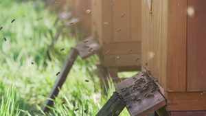 蜜蜂进入蜂巢有机蜂类生产81秒视频