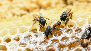 蜜蜂正在筑巢31秒视频