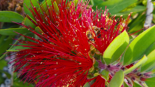 红圆笔花朵11上的蜜蜂慢动作视频