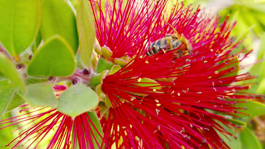 红圆笔花朵13上的蜜蜂慢动作视频