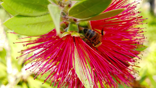 红圆笔花朵15上蜜蜂慢动视频