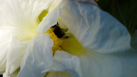 白花蜜蜂02慢动作视频