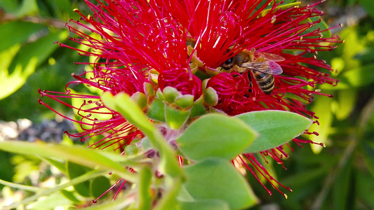 红丝刷花12的蜜蜂慢动作视频
