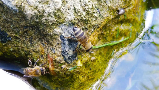 2号池塘中的蜜蜂运动缓慢视频