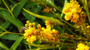 蜜蜂在柔软的黄色花朵上采集花粉25秒视频