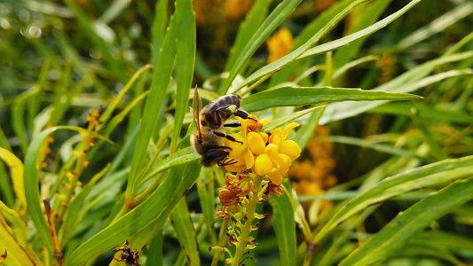 蜜蜂在柔软的爱抚上马霍尼亚花朵01慢动作视频