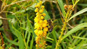 花朵上的蜂蜜慢动作46秒视频