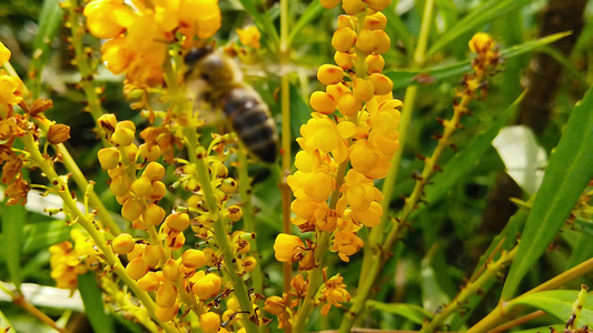 蜜蜂在柔软的爱抚上马霍尼亚花朵06慢动作视频