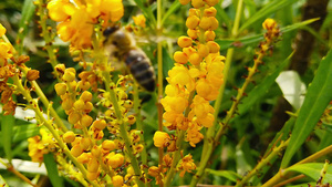 蜜蜂在花朵上17秒视频