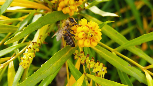 蜜蜂在柔软的爱抚上马霍尼亚花朵02慢动作视频