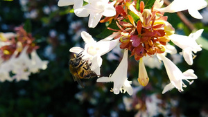 花朵上的蜂蜜慢动作25秒视频