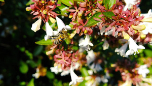 蜂蜜在贝利亚花朵上25秒视频