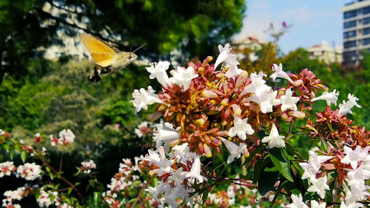 蜂鸟鹰鸣叫在贝利亚花朵上点8慢动作视频