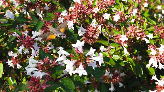 蜂鸟鹰鸣叫在贝利亚花朵上02慢动作视频