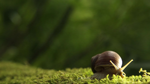 青苔上的蜗牛慢慢爬行15秒视频