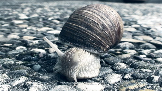 蜗牛爬在混凝土人行道上视频