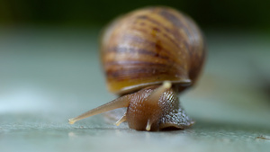 花园蜗牛爬19秒视频