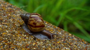 爬在人行道上的花园蜗牛21秒视频