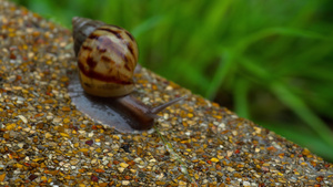 爬在人行道上的花园蜗牛18秒视频