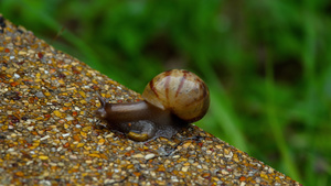 爬在人行道上的花园蜗牛16秒视频