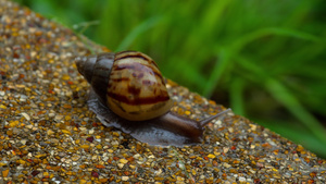 爬在人行道上的花园蜗牛17秒视频