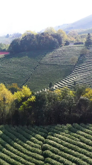 航拍安吉溪龙乡白茶茶园合集白茶树61秒视频