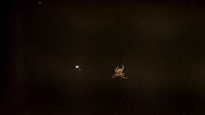 蜘蛛编织网31秒视频