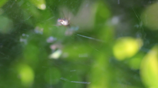 叶子上的小蜘蛛视频