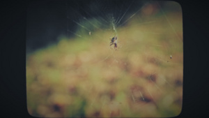 蜘蛛网上的蜘蛛13秒视频