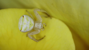 玫瑰花瓣上的螃蟹蜘蛛13秒视频