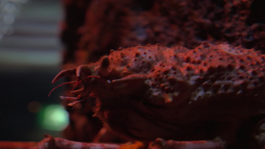 水族馆的日本蜘蛛蟹视频