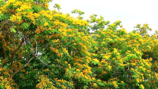 黄色花朵开花和风摇摆的黄花朵视频