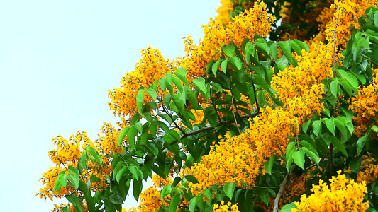 黄树花朵开花风蓝天空摇摆着视频