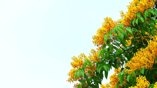 黄树花朵开花由清风晴空摇摆视频