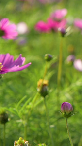 格桑花格桑梅朵视频