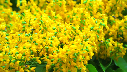 蜜蜂和布莉玛帕道克花朵花朵的黄色花朵在花园中开花视频