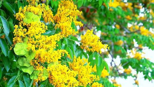 花朵在花园开花的黄色花朵1视频